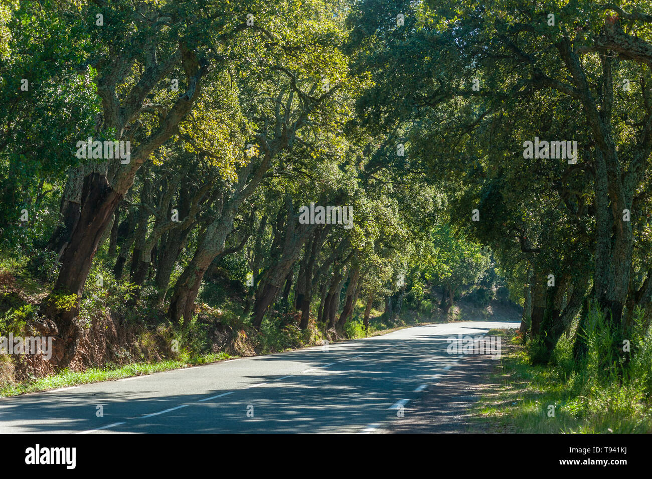 Forest with cork oaks in the Massif de l Esterel, Frejus, Var, Provence-Alpes-Cote d`Azur, France, Europe Stock Photo